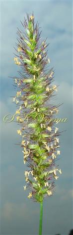  Inflorescence